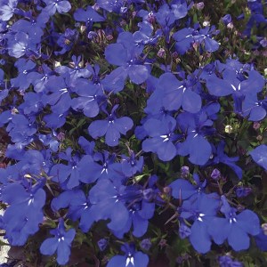 Лобелия Palace Blue